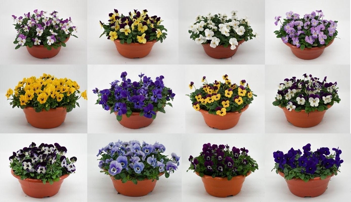 <h4>Viola   ...mix</h4>