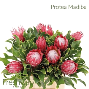 Protea Cy Madiba