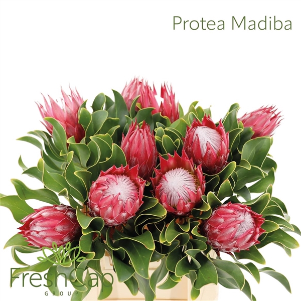 <h4>Protea Cy Madiba</h4>