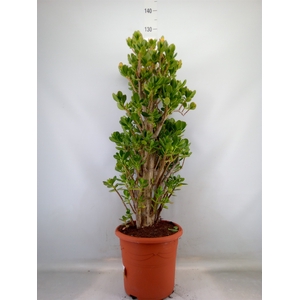 Crassula ovata