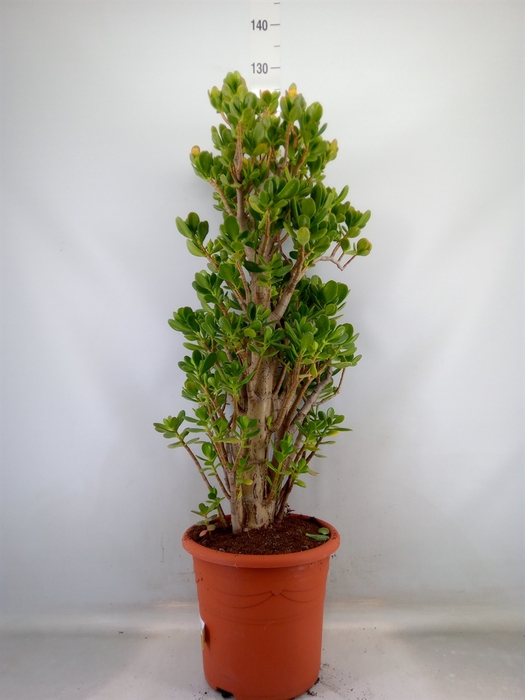 <h4>Crassula ovata</h4>