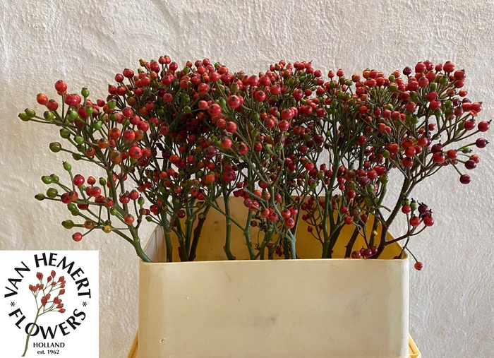 <h4>ROSA BELLS HIPHOP</h4>