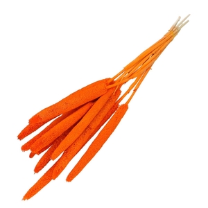 Droogbloem Bapala 65cm x10