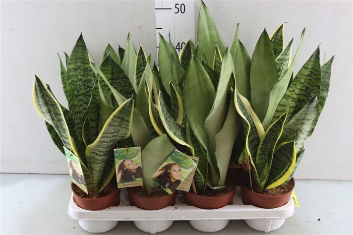 <h4>Sansevieria Carnaval</h4>