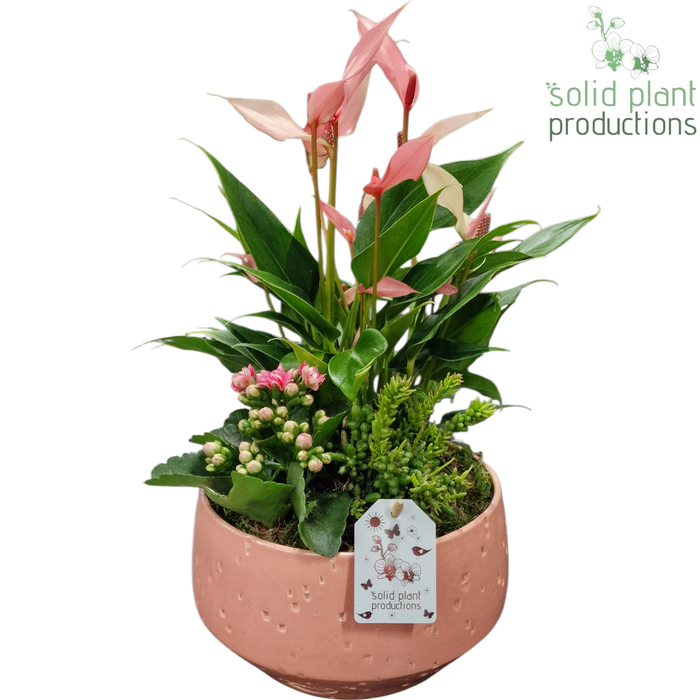 <h4>AT098 Sophia Soft Pink Mini Anthurium</h4>