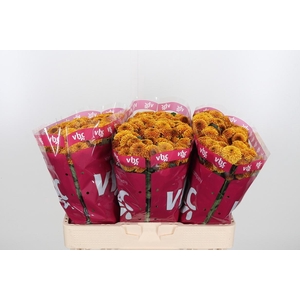 Chr San Aaa Doria Or