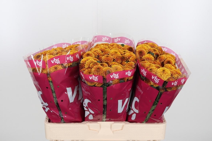 <h4>Chr San Aaa Doria Or</h4>