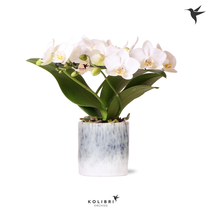 <h4>Kolibri Orchids Phalaenopsis Halo white in Sky pot</h4>