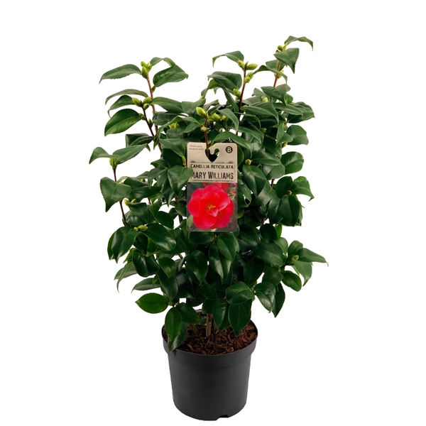<h4>Camellia reticulata 'Mary Williams'</h4>