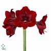 AMARYLLIS BRITNEY