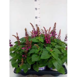 Salvia  'Salgoon Lake Flamingo'