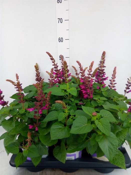 <h4>Salvia  'Salgoon Lake Flamingo'</h4>