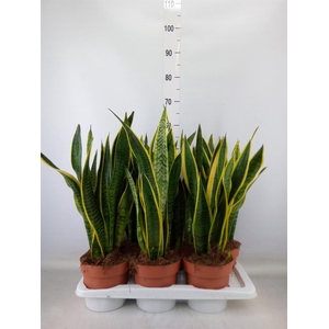Sansevieria trifa. 'Laurentii'