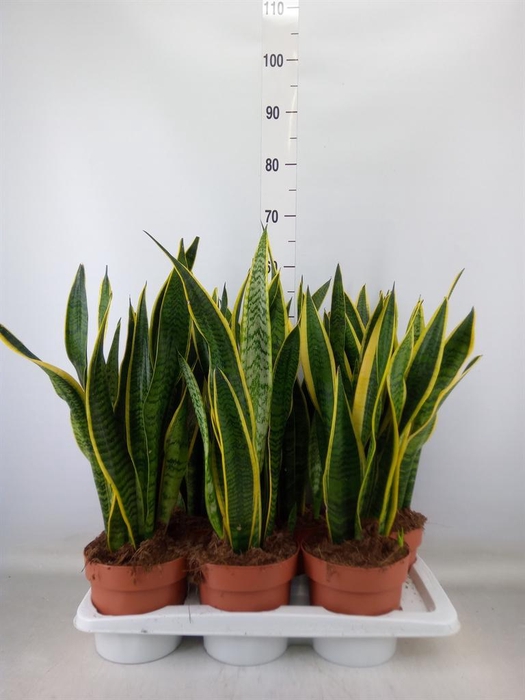 <h4>Sansevieria trifa. 'Laurentii'</h4>