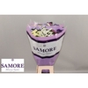 Limonium sinuatum 'Mix'