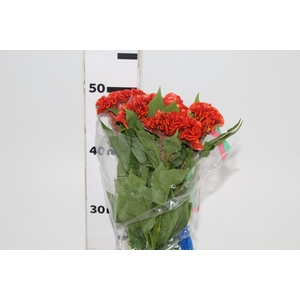 CELOSIA ARGENTEA CRISTATA NEO ORANGE 050 CM