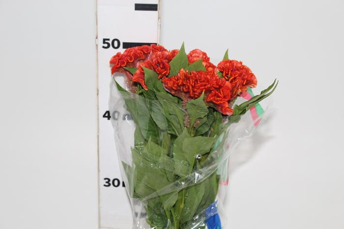 CELOSIA ARGENTEA CRISTATA NEO ORANGE 050 CM