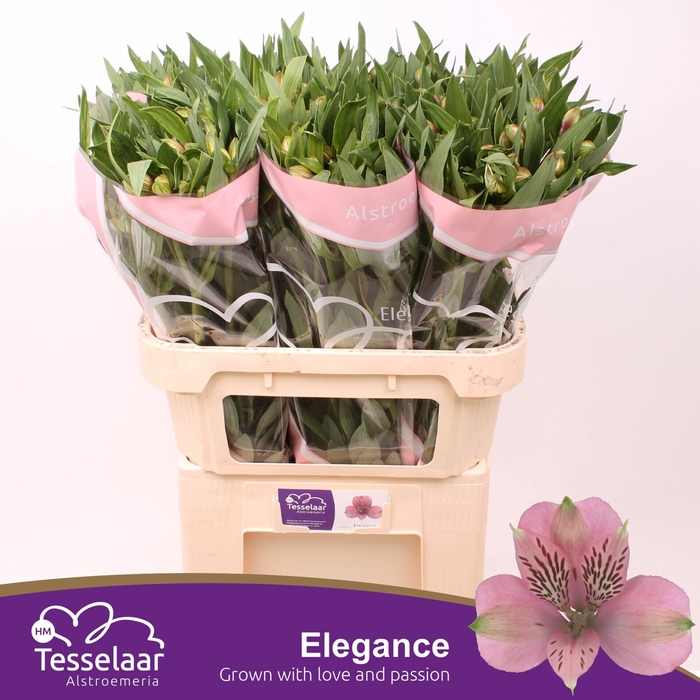 <h4>Alstroemeria Elegance</h4>