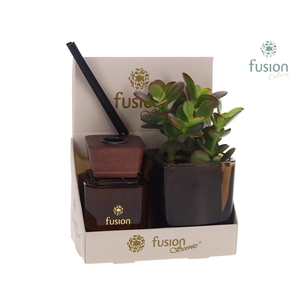 Glazen pot geurstok groen met Succulent