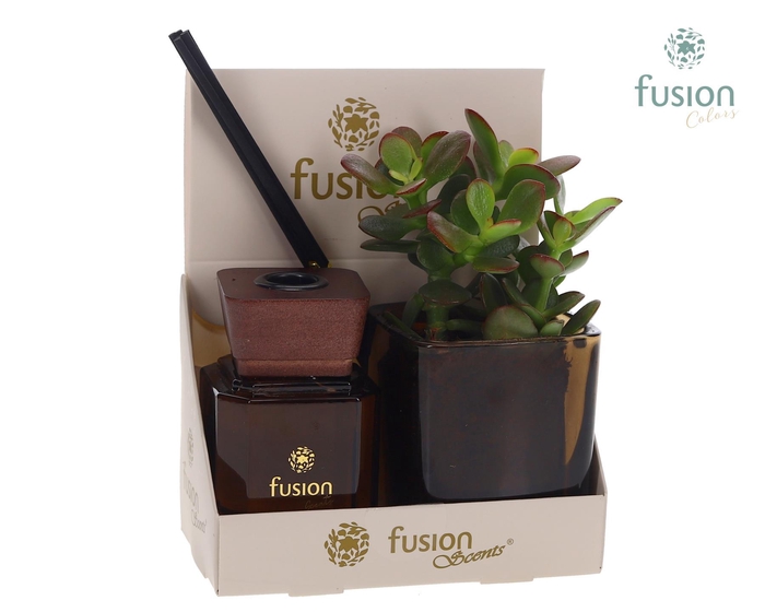 <h4>Glazen pot geurstok groen met Succulent</h4>