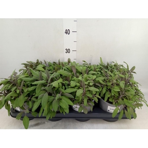 Salvia officinalis 'Purpurascens'