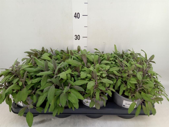<h4>Salvia officinalis 'Purpurascens'</h4>