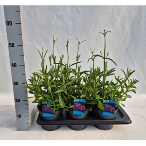 Verbena bonariensis