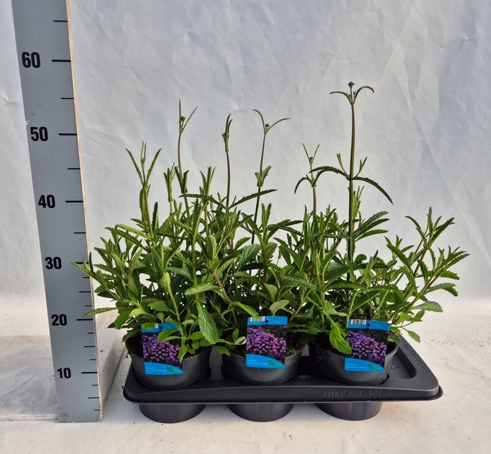 <h4>Verbena bonariensis</h4>