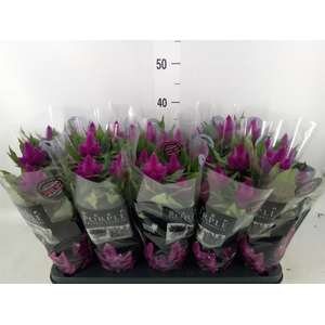 Celosia spic. 'Deep Purple'