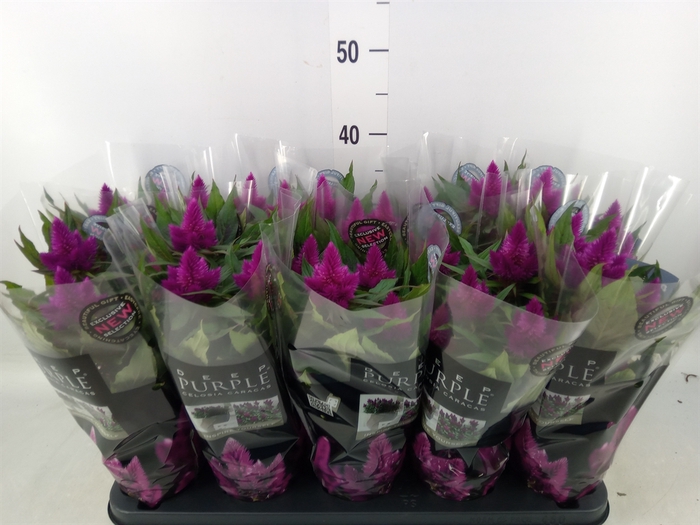 Celosia spic. 'Deep Purple'