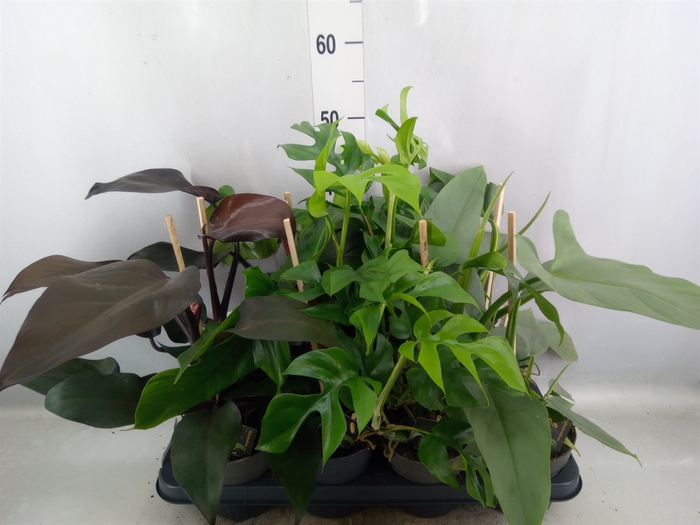 <h4>Philodendron   ...</h4>