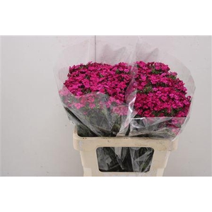 Di Barb Am Neon Cher