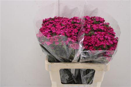 <h4>Di Barb Am Neon Cher</h4>