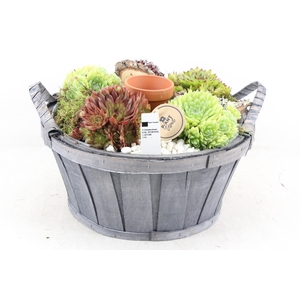 arr4 Semp PL - Hout ton grijs XL