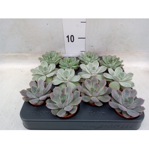 Echeveria   ...mix