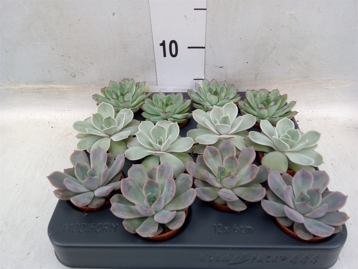 <h4>Echeveria   ...mix</h4>