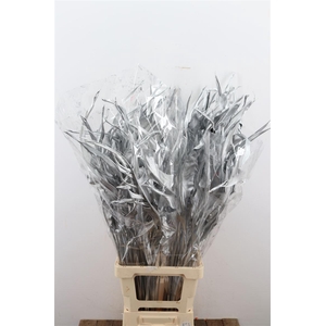 Dried Strelitziablad Silver P Stem