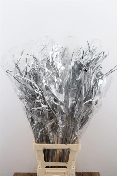 Dried Strelitziablad Silver P Stem