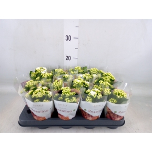 Kalanchoe blos. 'RosDon Dione'