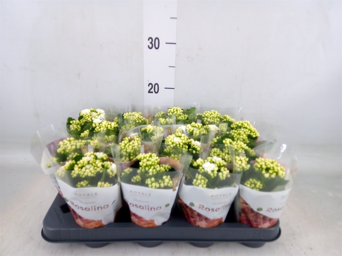 <h4>Kalanchoe blos. 'RosDon Dione'</h4>