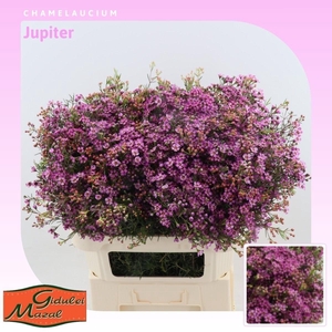 Chamelaucium Jupiter