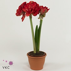 arr8 Hipp Dg Cherry Nymph