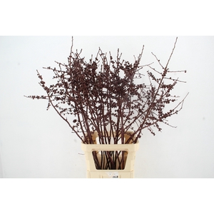 Ilex ve Metallic Bordeaux 120cm