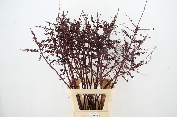 <h4>Ilex ve Metallic Bordeaux 120cm</h4>