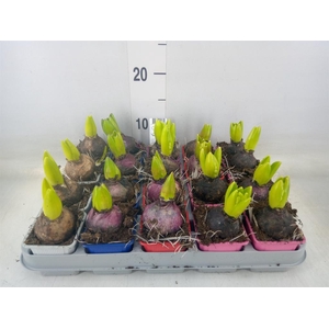 Hyacinthus orie.   ...mix 5