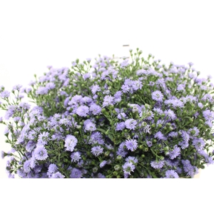 ASTER LILAS MAÇO
