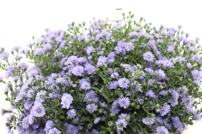 <h4>ASTER LILAS MAÇO</h4>