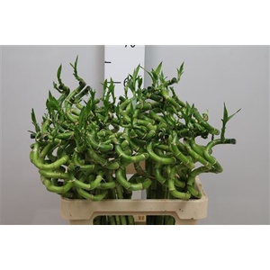 Drac Lucky Bamboo 60cm