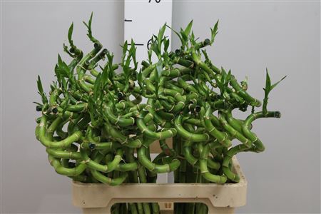 <h4>Drac Lucky Bamboo 60cm</h4>