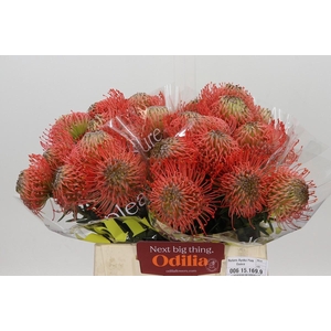 Nutans Ayoba Pink Guava